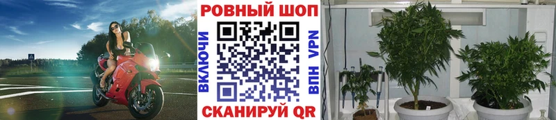 Купить наркотики сайты Никольск МАРИХУАНА  Галлюциногенные грибы  ГАШИШ  Cocaine  A PVP 
