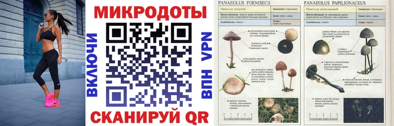 Галлюциногенные грибы Psilocybine cubensis  Никольск 